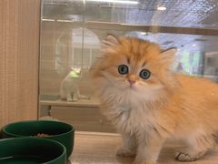 -飞行喵MR PILOT|猫舍·猫咖(静安大融城店)
