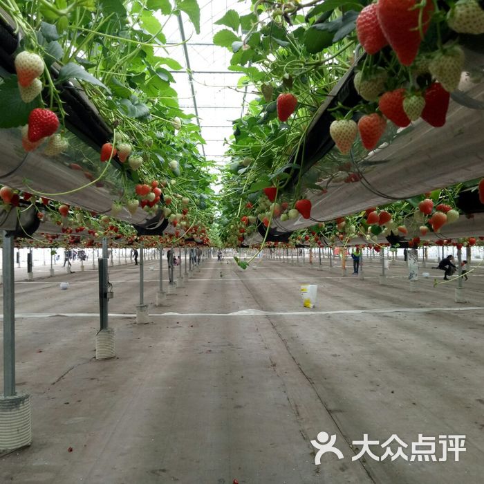 广州绿沃川农场图片