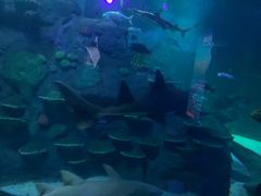 -悉尼海洋生物水族馆