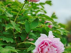 -玄武湖景区-情侣园游乐场