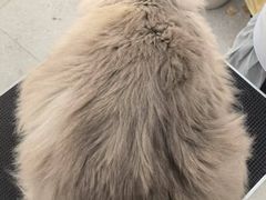 -comecome来吧宠物(奥克斯中心店)