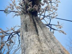 -西青郊野公园