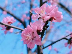 -桃花堤公园