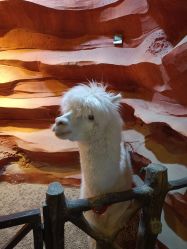 点击看大图 -酷嗒动物文化乐园(cutezoo西溪乐天城店)