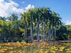 -中国科学院西双版纳热带植物园