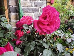 -园林美食城·本土农家菜(杨和镇店)