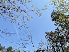 -桃花岭景区