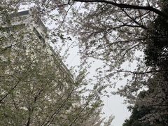 -武汉大学-樱园