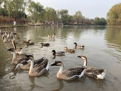-西安浐灞国家湿地公园
