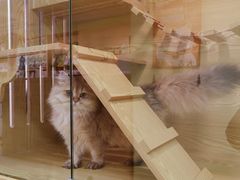 -猫十亿·布偶金渐层·曼基康矮脚猫舍(青年路店)