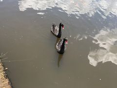 景点-腾冲北海湿地