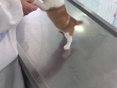 -思宇宠物医院