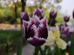 -上海鲜花港