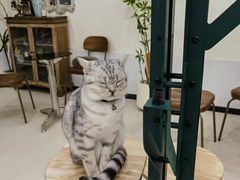 -共舞时光猫咖·狗咖(新街口店)