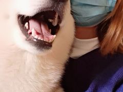 -Husky Go! 哈士奇体验馆·宠物咖啡厅狗咖