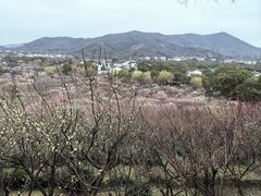 -香雪海
