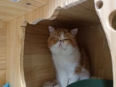 -康旭宠物医院(郑州总院)