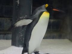-悉尼海洋生物水族馆