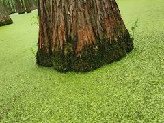 -渌洋湖湿地公园