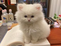 -欣宠猫屋·矮脚拿破仑·蓝金金渐层