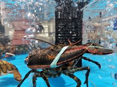 -麦德龙(郑东店)