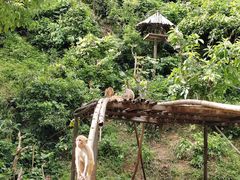 -西双版纳原始森林公园