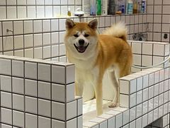 -熊小胖宠物生活馆(天华园店)