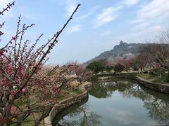 -林屋梅海青梅保护基地