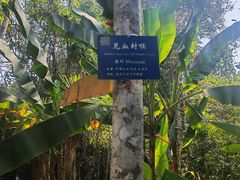 -中国科学院西双版纳热带植物园