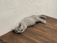 -猫友咖啡店(玉林西路店)