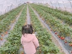-青浦采草莓天天草莓园