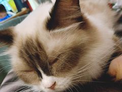 -猫色咖啡·猫咖