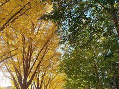 -三里屯东五街银杏大道