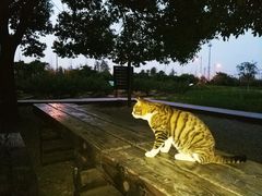 -田园东方蜜桃村的田野营地