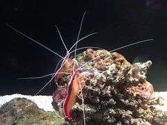 -暹罗海洋世界