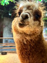 -Zoolung Zoolung动物主题公园(海信广场店)