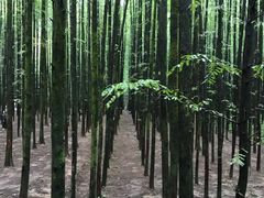 -山王坪喀斯特国家生态公园