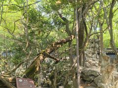 -绮园景区