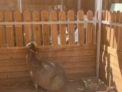 -廊坊固安福朋喜来登酒店