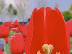 -花博汇(知音花月夜)