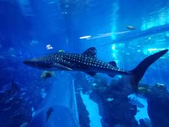 -成都浩海立方海洋公园