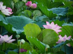 -荔湾湖公园