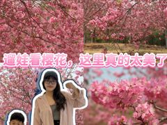 -天适樱花悠乐园