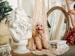 -超宠爱宠物摄影-Super pet