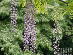 -嘉定紫藤园