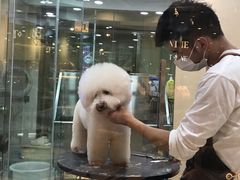 -momokira米努特·德文卷毛猫·棉花面纱犬