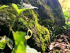 -汉拿树木园