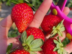 -光明小镇欢乐田园