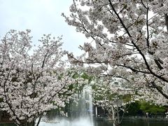 -上海共青森林公园