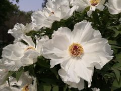 -洛阳市隋唐城遗址植物园